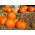Zucca - Big Max - Enorme decorazione autunnale, fino a 45 kg per frutto - Semi Freschi