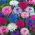 Kornblomst - mix - 220 frø - Centaurea cyanus