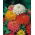 Cactus zinnia - biji campuran - 120 biji - Zinnia elegans cactaflora - benih