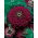 Zinnia dalia dalia "Violet Queen" - 120 semi - Zinnia elegans fl. pl. Dahliaeflora