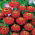 Puikioji gvaizdūnė - Liliput Scarlet Gem - 81 sėklos - Zinnia elegans