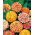 Dahlia-flowered zinnia "Candy Stripe" - seeds mix - 108 seeds
