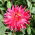 Cactus Dahlia - campuran berbagai - 120 biji - Dahlia pinnata flore pleno