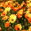 Залозистий мис календули, Namaqualand ромашка, помаранчева ромашка Namaqualand, Dimorphoteca sinuata syn. Dimorphoteca aurantiaca - 450 насіння - Dimorphotheca aurantiaca