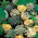 เมล็ดฟักทอง 'Crown of Thorns' - Cucurbita pepo - 75 เมล็ด