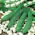 Pole Bean seeds - Phaseolus coccineus