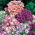 Drummond Phlox Twinkle Star magjai - Phlox drummonda cuspidata nana - 500 mag - Phlox drummondii cuspidata var. Stellaris - magok