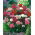 Sweet William frön - Dianthus barbatus - 900 frön