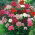 Sweet William frön - Dianthus barbatus - 900 frön