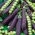 Snap pea "Desiree"