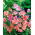 Tatlı Bezelye Kelebek Mix tohumları - Lathyrus odoratus - 36 tohumlar