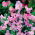 Cicerchia odorosa - rosa - 36 semi - Lathyrus odoratus