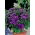 Marine Heliotrope seeds - Heliotropium arborescens - 200 seeds