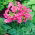 Grădină Gloxinia semințe - Incarvillea delavayi - 60 semințe