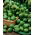 Brussels Sprouts Casiopea seeds - Brassica oleracea convar.oleracea var.gemmifera - 640 seeds