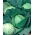 Early Cabbage seeds - Brassica oler. convar capitata var. alba - 480 seeds