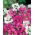 Deerhorn Clarkian siemenet - Clarkia pulchella - 3000 siemeniä