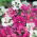Deerhorn Clarkian siemenet - Clarkia pulchella - 3000 siemeniä