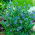 Biji Commelina - Commelina tuberosa - 125 biji