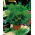 Home Garden - Dill "Compact" - for indoor and balcony cultivation - 2800 seeds