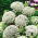 Амми большая - 390 семена - Ammi majus