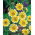 Sementes Tidy Tips - Layia platyglossa - 1600 sementes