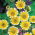 Sementes Tidy Tips - Layia platyglossa - 1600 sementes