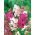Semi misti a foglia larga eterni a foglia larga - Lathyrus latifolius - 36 semi