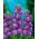 Garten-Levkoje 'Excelsior' - violett-blau