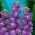 Garten-Levkoje 'Excelsior' - violett-blau