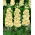 Hilo amarillo "Excelsior"; Tenweeks stock - 300 semillas - Matthiola incana annua
