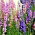 Rocket Larkspur biji campuran - Delphinium ajacis hyacinthiflorum fl. pl. - 500 biji