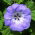 Spuldzeņu nikandra - Nicandra physalodes - Izaug līdz 90 cm, piemērots savvaļas dārziem - Svaigas sēklas