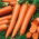 Gulerødder - Flakkese 2 -  Daucus carota - frø