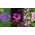 Geranium - fajta keverék; daru számla, daruilló - 15 mag - magok