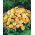 Maravilla olla enana - 240 semillas - Calendula officinalis