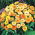 Maravilla olla enana - 240 semillas - Calendula officinalis