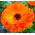Gălbenele - Calendula officinalis - Flori portocalii strălucitoare, din vară până la îngheț - Semințe proaspete