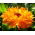 Gălbenele - Calendula officinalis - Flori portocalii strălucitoare, din vară până la îngheț - Semințe proaspete