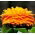 Gălbenele - Calendula officinalis - Flori portocalii strălucitoare, din vară până la îngheț - Semințe proaspete