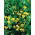Canary Creeper, Canary Bird Vine frön - Tropaeolum peregrinum - 22 frön