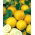 Lemon Cucumber seeds - Cucumis sativus
