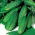  Огурец посевно́й - Hela F1 - семена на ленте    - Cucumis sativus