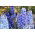 Pied d'alouette Vivace - Mélange - Delphinium x cultorum - Hautes pointes, vivace et vibrante - Graines fraîches