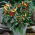 Jardin d'Intérieur - Mélange de variétés de piments forts - pour culture en intérieur et sur balcon - Capsicum annum - graines