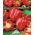 Sweet pepper 'Libra' - red, medium early variety for cultivation under covers, long harvest