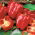 Sweet pepper 'Libra' - red, medium early variety for cultivation under covers, long harvest