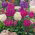 Drumstick Primrose frø - Primula denticulata - 600 frø - Penicula denticulata