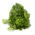 Petrezselyem - Commun 2 - 3000 magok - Petroselinum crispum
