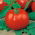 Tomate – Morning - 400 graines - Lycopersicon esculentum Mill